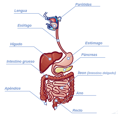 Aparato digestivo: Boca