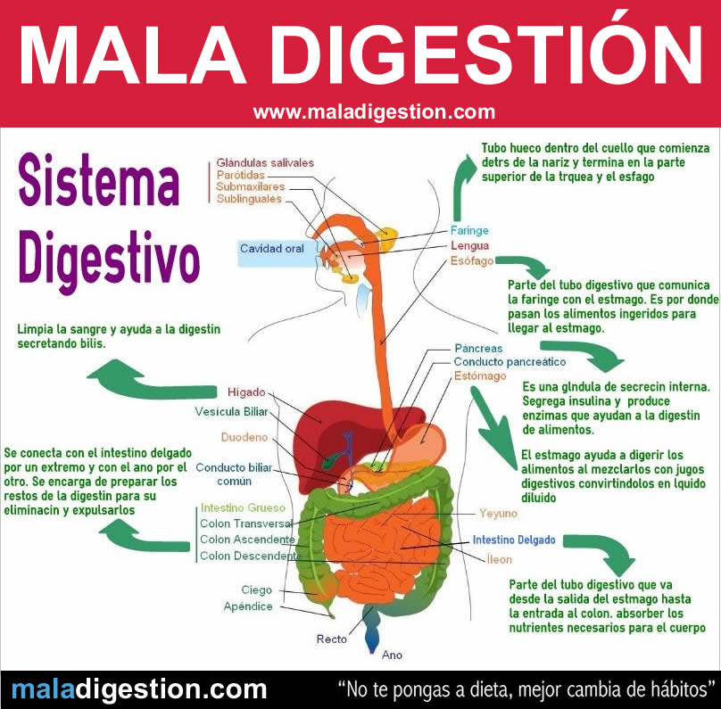 Sistema digestivo: Mala digestión Sistema digestivo: Mala digestión